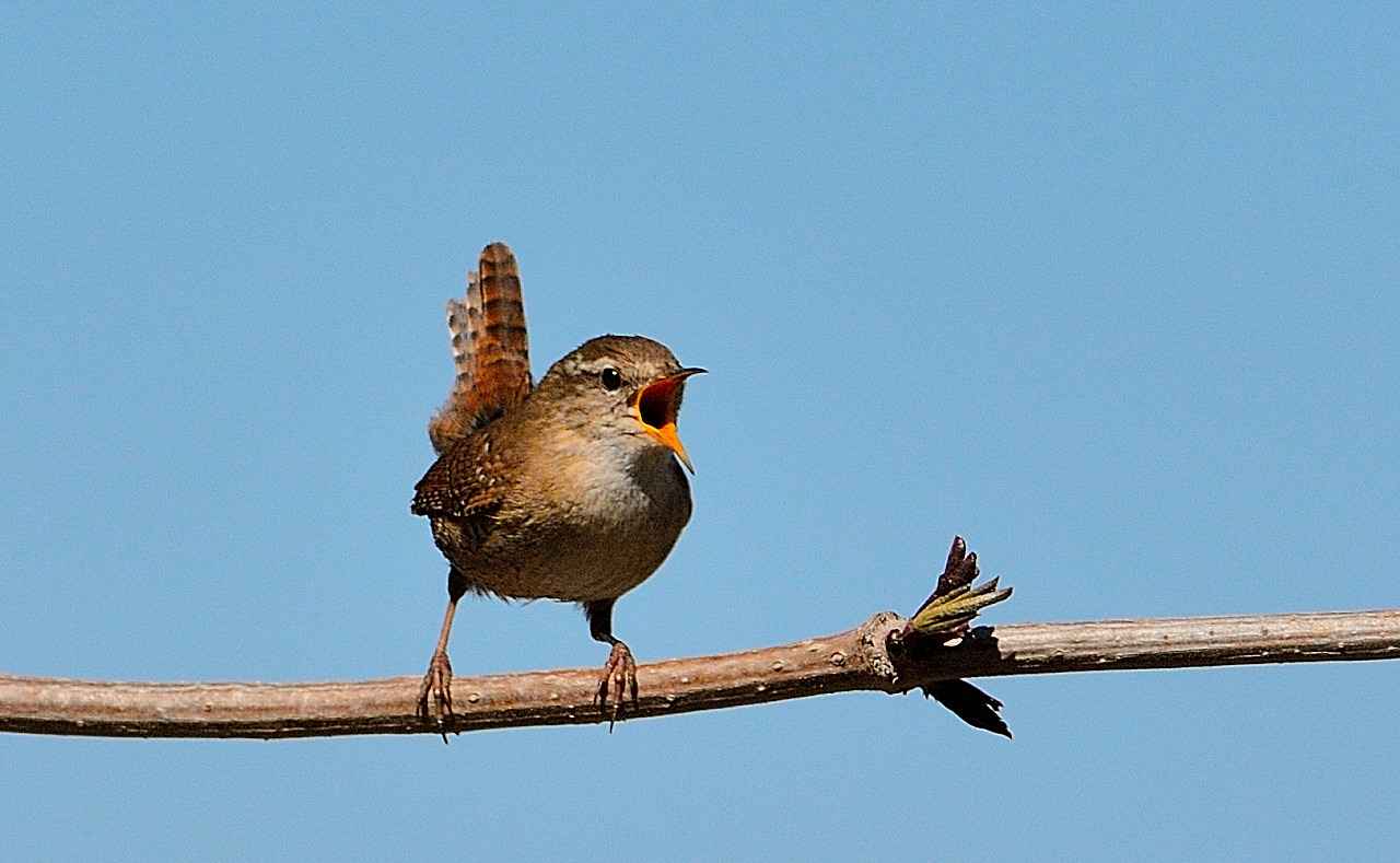 Eurasian Wren